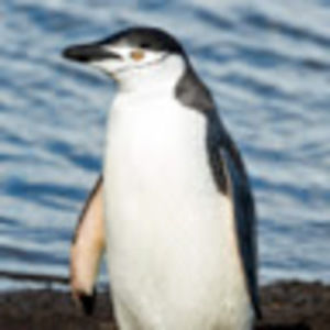 Meet your Posher, Ondine